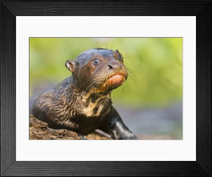 Framed Print : Picture No. 10899189 Framed Print : Picture No. 10899189