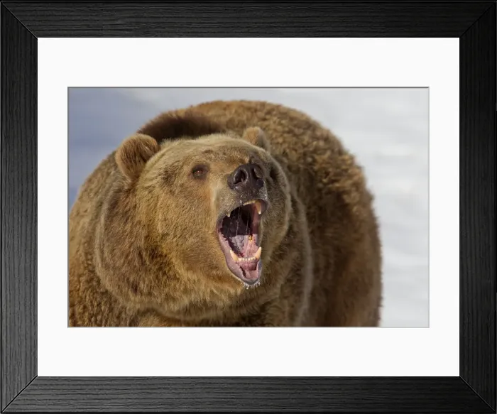 Framed Print : Picture No. 10899243 Framed Print : Picture No. 10899243