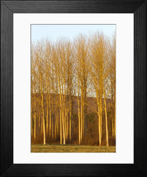 Framed Print : Picture No. 10899303 Framed Print : Picture No. 10899303