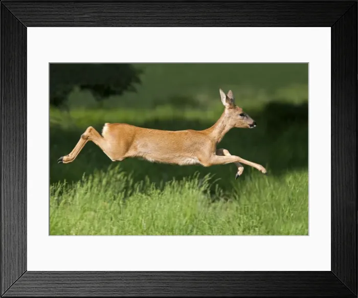 Framed Print : Picture No. 10899316 Framed Print : Picture No. 10899316