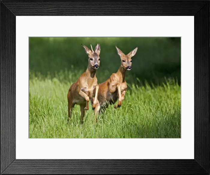 Framed Print : Picture No. 10899317 Framed Print : Picture No. 10899317