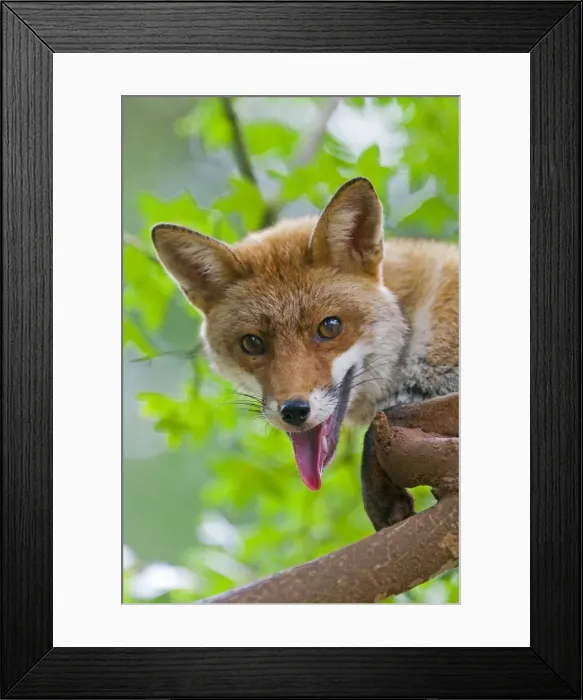 Framed Print : Picture No. 10899318 Framed Print : Picture No. 10899318