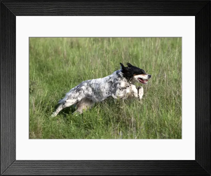 Framed Print : Picture No. 10899320 Framed Print : Picture No. 10899320