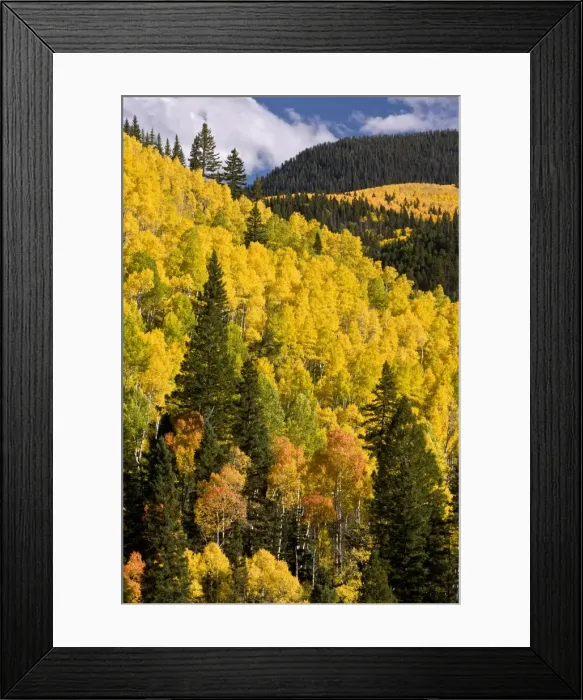 Framed Print : Picture No. 10899445 Framed Print : Picture No. 10899445