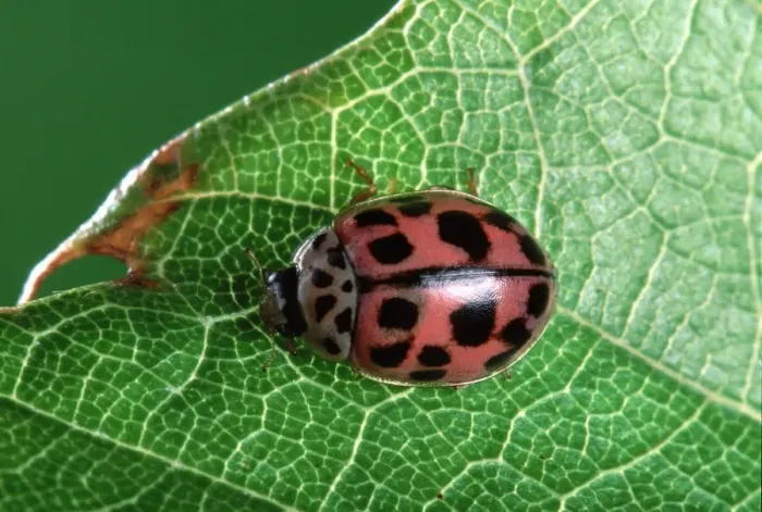 Framed Print : 10-spot Ladybird
