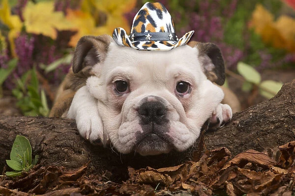13131020. English Bulldog puppy outdoors in Autumn with cowboy hat Date