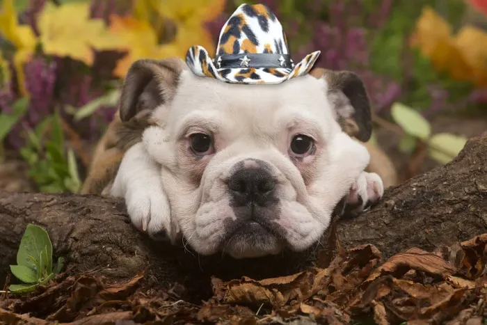 Framed Print : 13131020. English Bulldog puppy outdoors in Autumn with cowboy hat Date