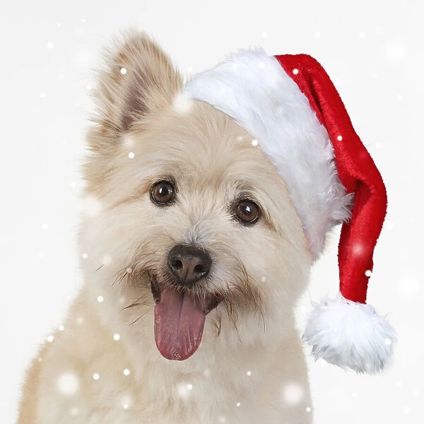13131021. DOG. Teddy bear dog wearing a Christmas hat Date