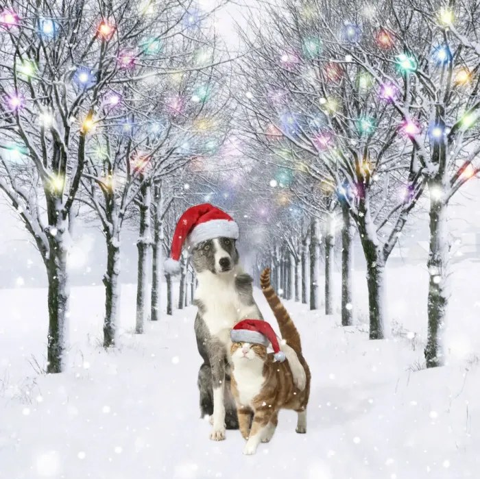 Framed Print : 13131022. Dog and Cat wearing Christmas hats in tree-lined avenue in snow, winter. Date Framed Print : 13131022. Dog and Cat wearing Christmas hats in tree-lined avenue in snow, winter. Date