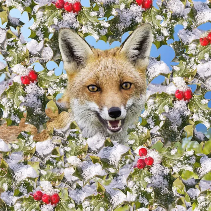 Framed Print : 13131026. Red Fox In frozen holly with berries Date Framed Print : 13131026. Red Fox In frozen holly with berries Date