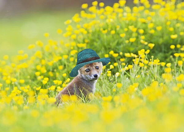 13131027. Red Fox, cub wearing straw hat in buttercup meadow 12740 Date