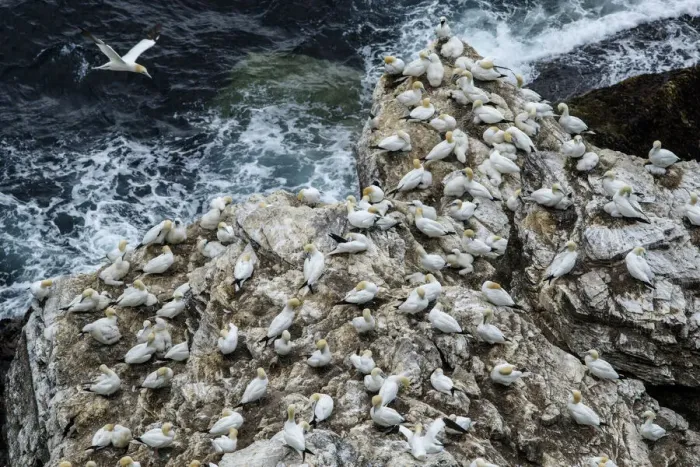Framed Print : 13131029. Northern Gannet (Morus bassanus) - on cliff - RSPB Troup Head Nature Reserve Framed Print : 13131029. Northern Gannet (Morus bassanus) - on cliff - RSPB Troup Head Nature Reserve