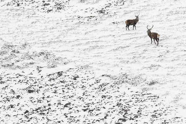 13131030. Red Deer (Cervus elaphus) - wailking through snow - Cairngorms National Park