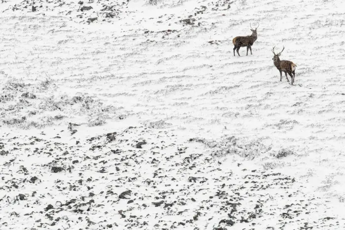 Framed Print : 13131030. Red Deer (Cervus elaphus) - wailking through snow - Cairngorms National Park Framed Print : 13131030. Red Deer (Cervus elaphus) - wailking through snow - Cairngorms National Park