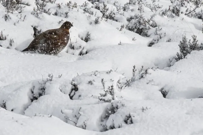 Framed Print : 13131031. Red Grouse (Lagopus scotica) - female walking during snowfall Framed Print : 13131031. Red Grouse (Lagopus scotica) - female walking during snowfall