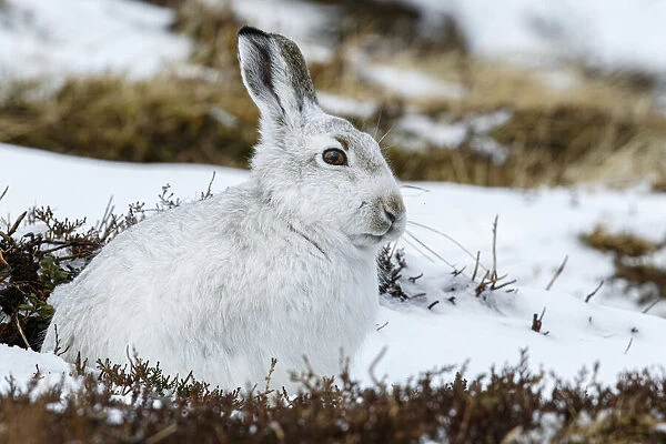 13131032. Mountain Hare (Lepus timidus) - adult with winter pelage resting