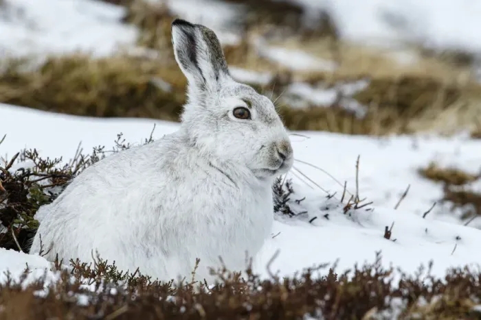 Framed Print : 13131032. Mountain Hare (Lepus timidus) - adult with winter pelage resting Framed Print : 13131032. Mountain Hare (Lepus timidus) - adult with winter pelage resting