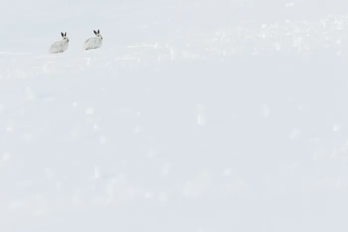 Framed Print : 13131034. Mountain Hare (Lepus timidus) - adults with winter pelage resting Framed Print : 13131034. Mountain Hare (Lepus timidus) - adults with winter pelage resting