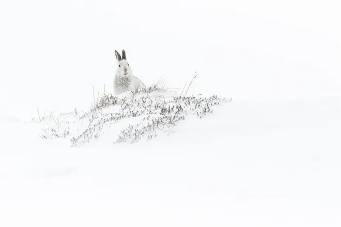 Framed Print : 13131035. Mountain Hare (Lepus timidus) - adult with winter pelage resting Framed Print : 13131035. Mountain Hare (Lepus timidus) - adult with winter pelage resting