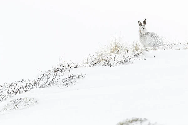 13131036. Mountain Hare (Lepus timidus) - adult with winter pelage resting