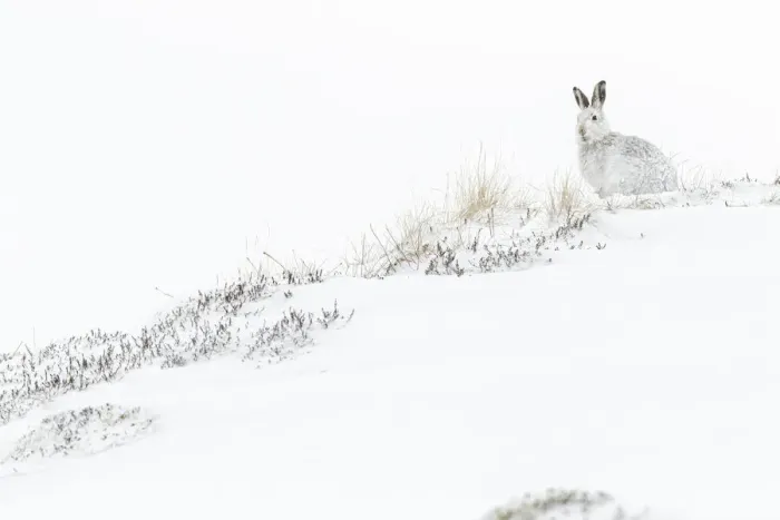 Framed Print : 13131036. Mountain Hare (Lepus timidus) - adult with winter pelage resting Framed Print : 13131036. Mountain Hare (Lepus timidus) - adult with winter pelage resting