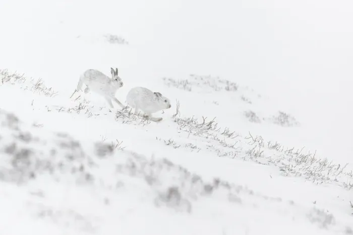 Framed Print : 13131037. Mountain Hare (Lepus timidus) - adults with winter pelage fighting Framed Print : 13131037. Mountain Hare (Lepus timidus) - adults with winter pelage fighting