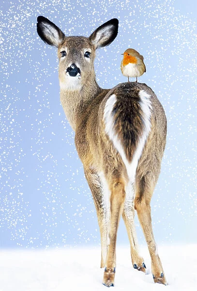 13131039. White-tailed Deer, Doe in snow with Robin Date