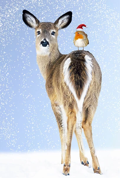 13131040. White-tailed Deer, Doe In snow with Robin wearing Christmas hat Date