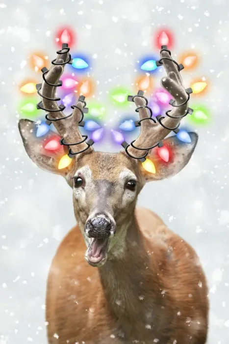Framed Print : 13131044. White-tailed Deer with Christmas lights in winter snow Date Framed Print : 13131044. White-tailed Deer with Christmas lights in winter snow Date