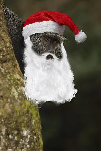 13131045. Stuhlmann's blue monkey, with Father Christmas har and beard