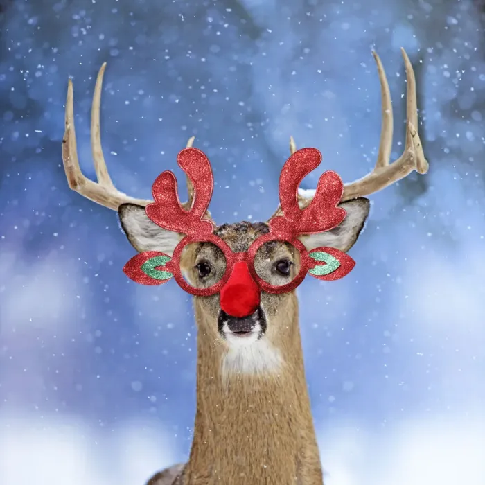 Framed Print : 13131046. Deer, in winter snow wearing Christmas antler and red nose glasses Date Framed Print : 13131046. Deer, in winter snow wearing Christmas antler and red nose glasses Date
