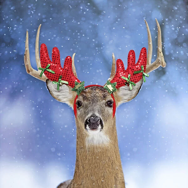 13131047. Deer, in winter snow wearing antler headband Date