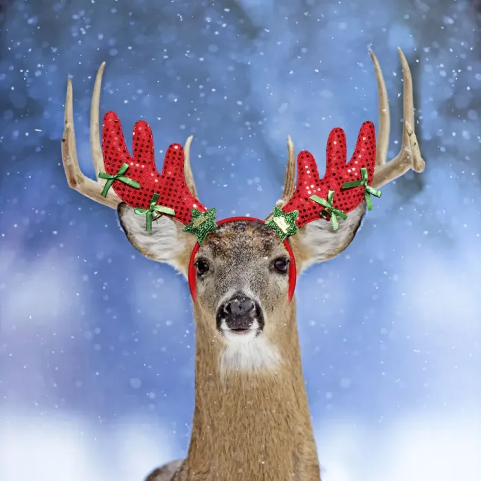 Framed Print : 13131047. Deer, in winter snow wearing antler headband Date Framed Print : 13131047. Deer, in winter snow wearing antler headband Date