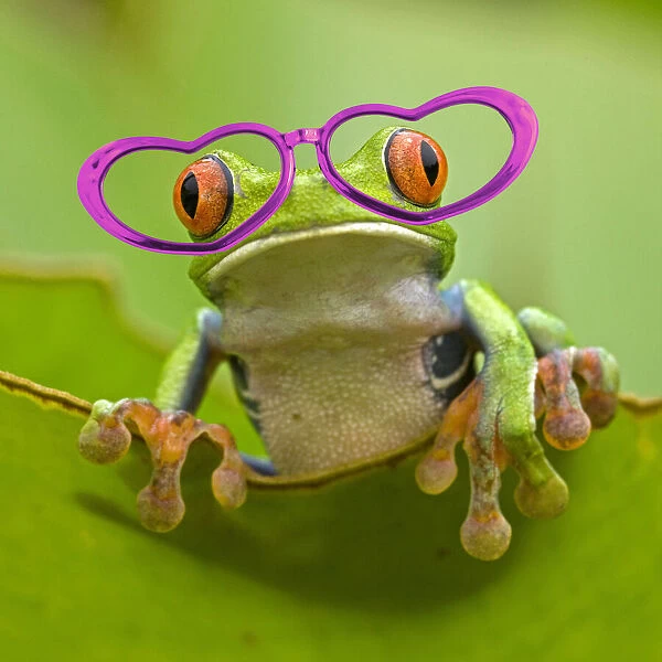 13131050. Red-eyed Treefrog wearing pink heart-shaped glasses Date