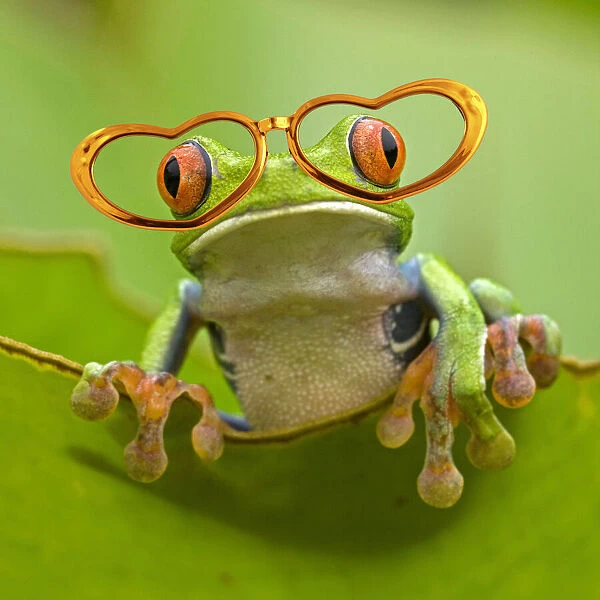 13131051. Red-eyed Treefrog wearing heart shaped glasses Date