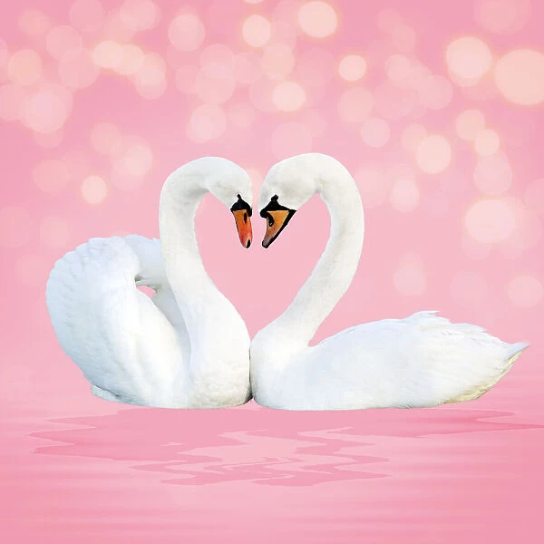 13131053. Mute Swan, on pink Date