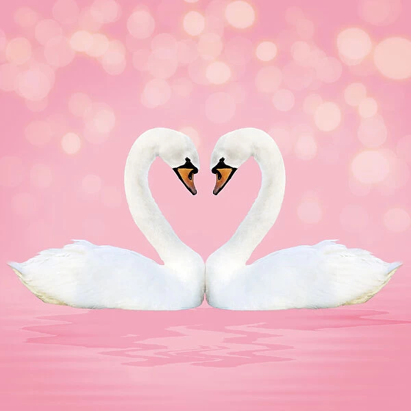 13131054. Mute Swan, on pink Date