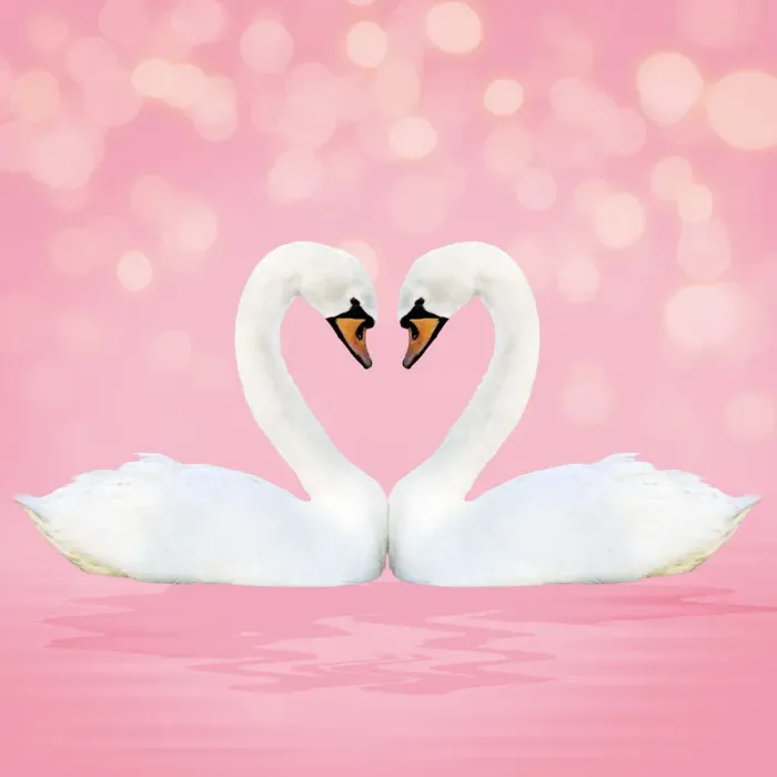 Framed Print : 13131054. Mute Swan, on pink Date Framed Print : 13131054. Mute Swan, on pink Date