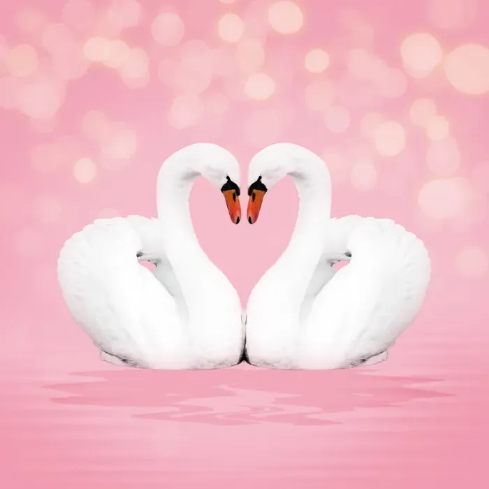 Framed Print : 13131055. Mute Swan, on pink Date Framed Print : 13131055. Mute Swan, on pink Date