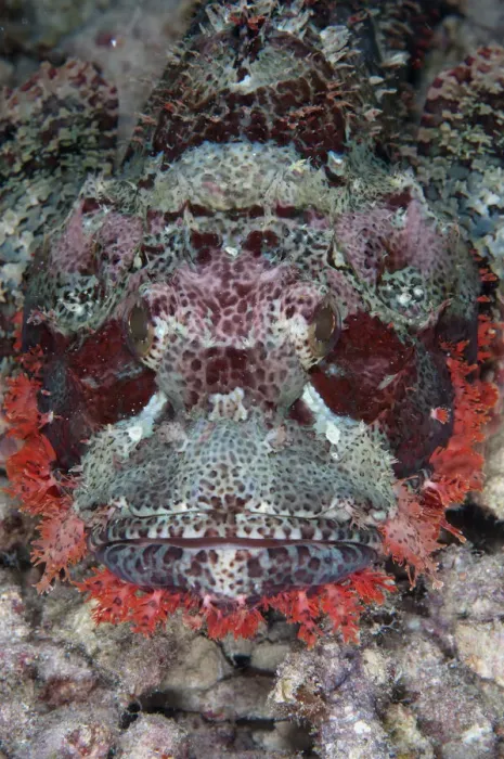 Framed Print : 13131057. Tasseled Scorpionfish - Arborek Jetty Framed Print : 13131057. Tasseled Scorpionfish - Arborek Jetty