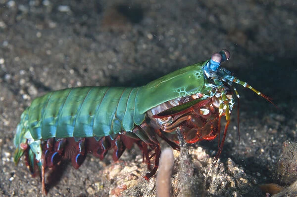 13131058. Smashing Mantis Shrimp - TK2 dive site, Lembeh Straits, Sulawesi, Indonesia Date