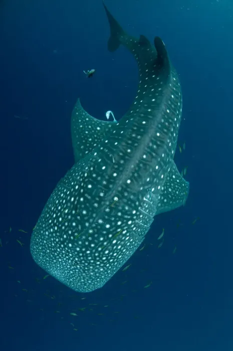 Framed Print : 13131059. Whale Shark - with Common Remoras (Remora remora Framed Print : 13131059. Whale Shark - with Common Remoras (Remora remora