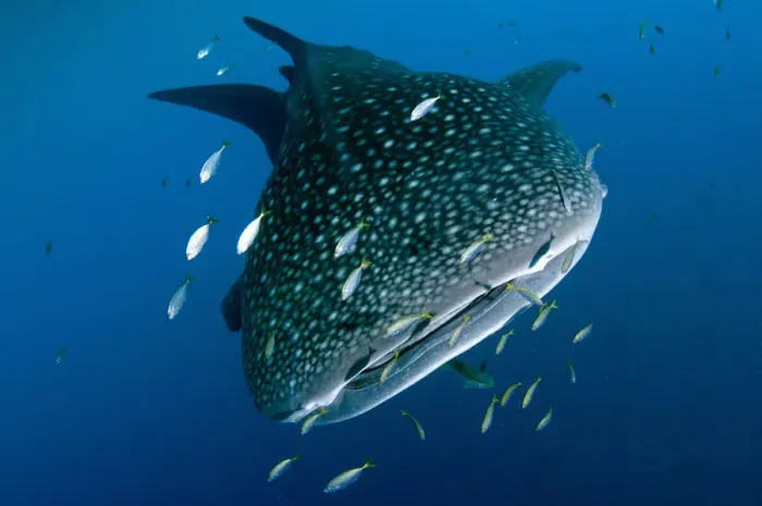 Framed Print : 13131060. Whale Shark - with Common Remora (Remora remora; Echeneidae family) Framed Print : 13131060. Whale Shark - with Common Remora (Remora remora; Echeneidae family)