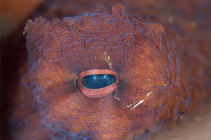 Framed Print : 13131062. Eye of Day Octopus - close-up - Seraya Beach Resort house reef Framed Print : 13131062. Eye of Day Octopus - close-up - Seraya Beach Resort house reef