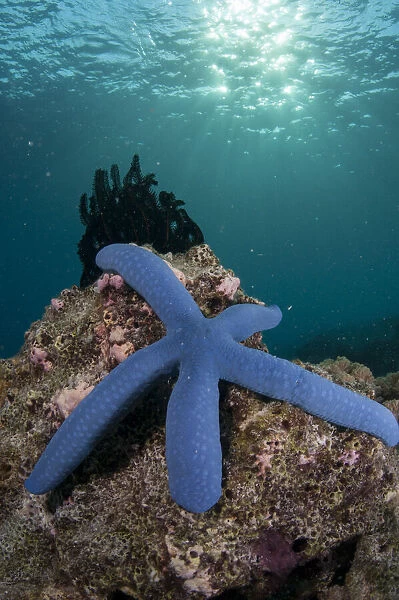 13131065. Blue Sea Star - with sun in background - Sponge Wall dive site
