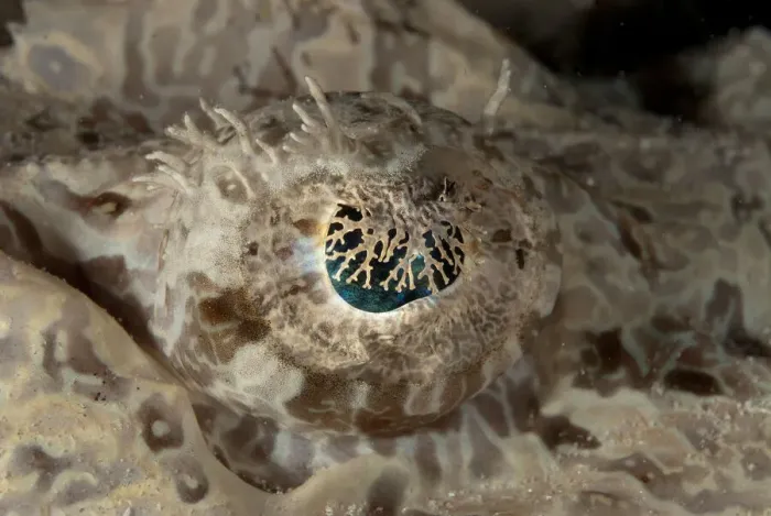 Framed Print : 13131068. Eye of Crocodile Flathead - night dive Framed Print : 13131068. Eye of Crocodile Flathead - night dive