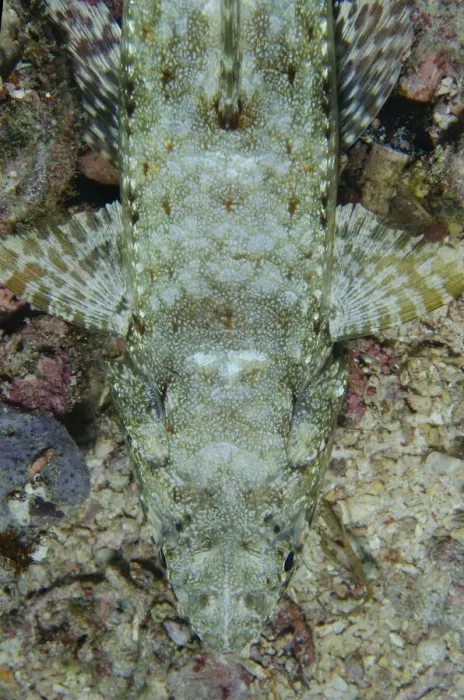 Framed Print : 13131071. Variegated Lizardfish - Demak dive site Framed Print : 13131071. Variegated Lizardfish - Demak dive site
