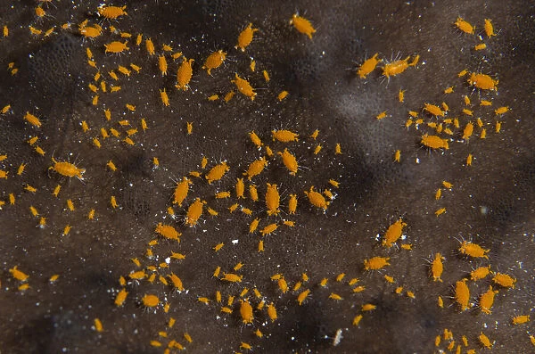 13131072. Sponge Isopods on Sponge (Porifera Phylum) - Demak dive site