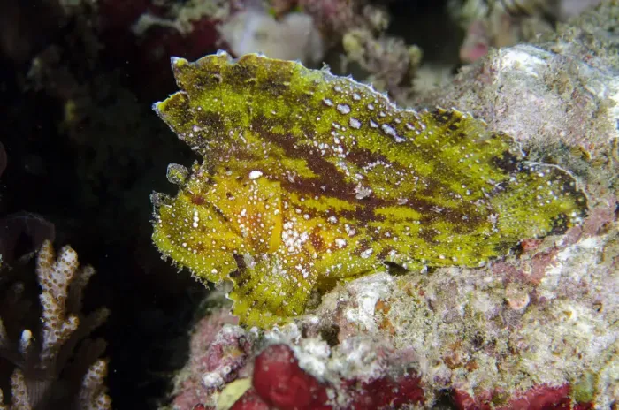 Framed Print : 13131074. Leaf Scorpionfish - Batu Mandi dive site Framed Print : 13131074. Leaf Scorpionfish - Batu Mandi dive site