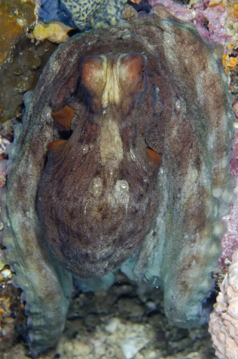 Framed Print : 13131075. Day Octopus - Batu Mandi dive site, Bangka Island Framed Print : 13131075. Day Octopus - Batu Mandi dive site, Bangka Island